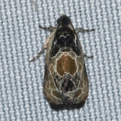 Olethreutes griseoalbana