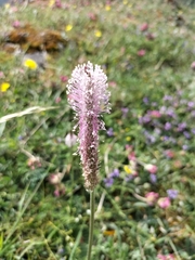 Plantago