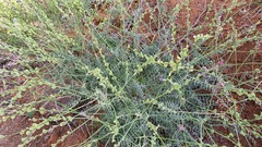 Onobrychis megataphros