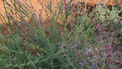 Onobrychis megataphros