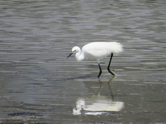Egretta garzetta