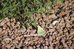 Colias alexandra