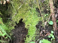 Herzogiella striatella