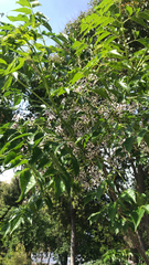 Melia azedarach