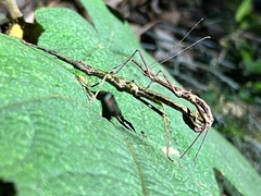Neohirasea hongkongensis
