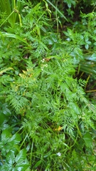 Trepocarpus aethusae