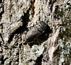 Anthaxia quadripunctata