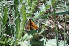 Melitaea telona