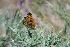 Melitaea telona