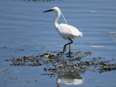 Egretta garzetta