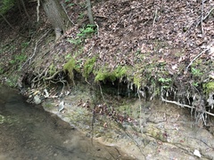 Herzogiella striatella