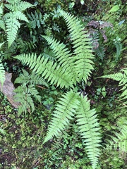 Dryopteris kawakamii