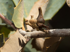 Disholcaspis pedunculoides
