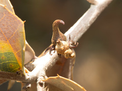 Disholcaspis pedunculoides