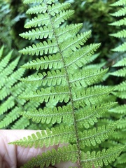 Dryopteris kawakamii