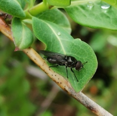 Cheilosia variabilis