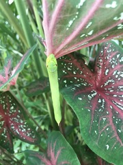 Eupanacra elegantulus