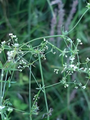 Galium uliginosum