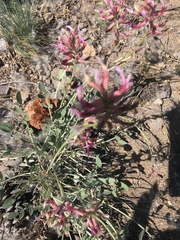 Astragalus pendulus