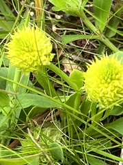 Polygala nana