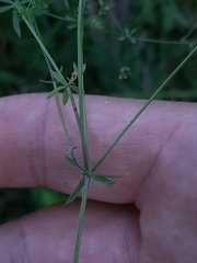 Galium uliginosum