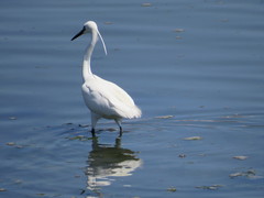 Egretta garzetta