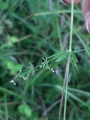 Galium uliginosum