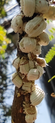 Cottony cushion scale