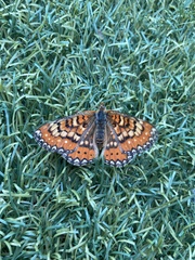 Euphydryas desfontainii