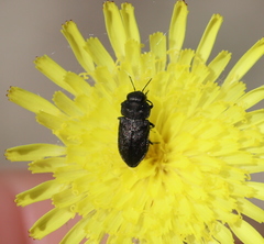 Anthaxia quadripunctata