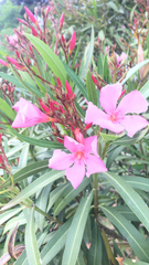 Nerium oleander