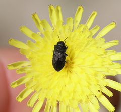 Anthaxia quadripunctata