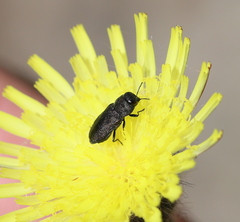 Anthaxia quadripunctata