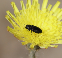 Anthaxia quadripunctata