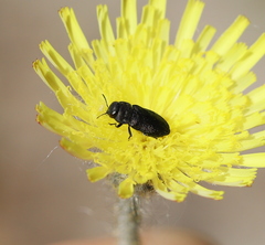 Anthaxia quadripunctata