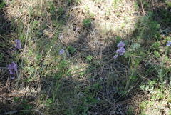 Polygala anatolica