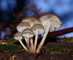 Mycena tuvara