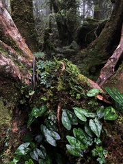 Asarum taipingshanianum