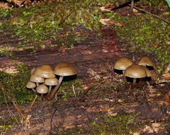 Mycena tuvara