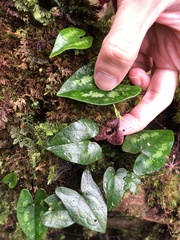 Asarum taipingshanianum