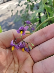 Solanum dulcamara