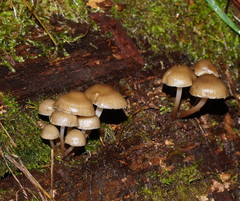 Mycena tuvara