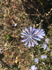 Cichorium endivia