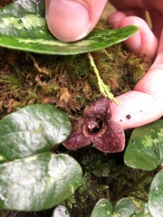 Asarum taipingshanianum
