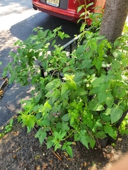 Solanum dulcamara
