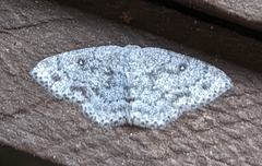 Cyclophora pendulinaria