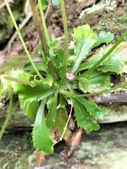 Anarrhinum bellidifolium