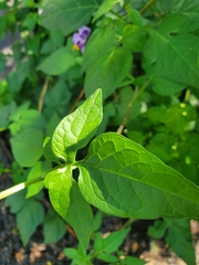 Solanum dulcamara