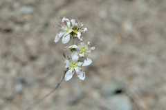 Sabulina californica