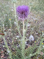 Onopordum caulescens